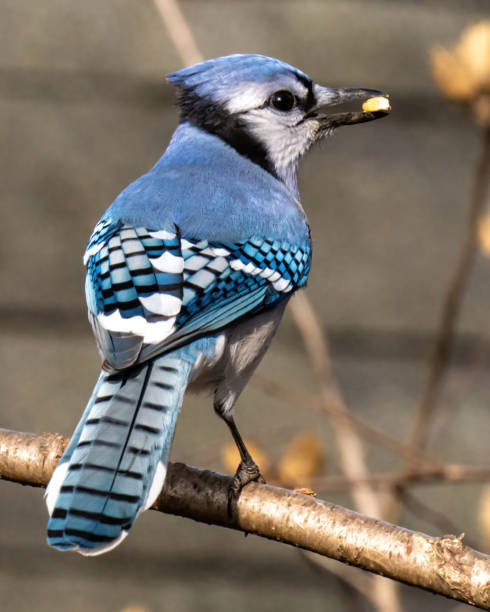 istock Blue Jay in the garden 1294312292
