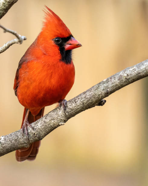 istock Big Male Red Cardinal Bird 1294312297
