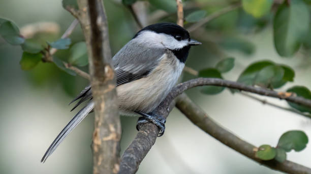 istock Virginia Chickadee bird on a branch 1294312326