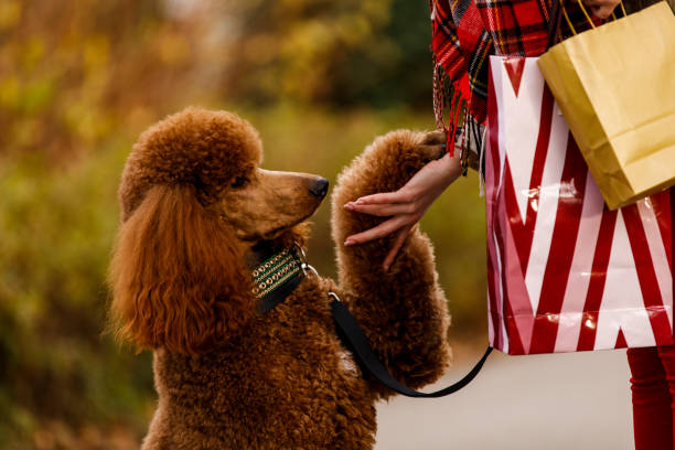istock Cute poodle giving paw to his owner 1294312514