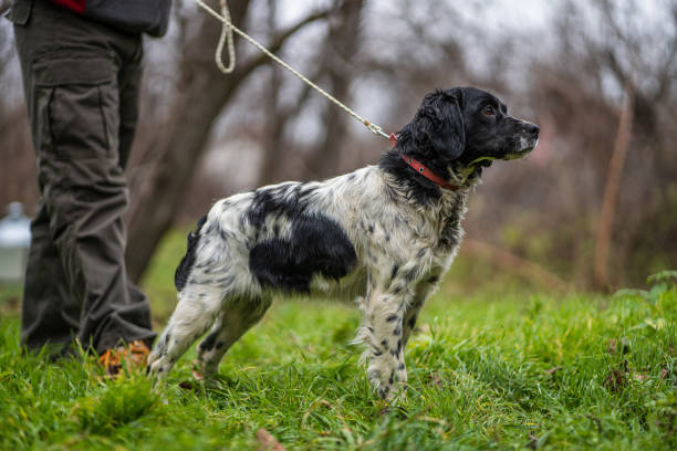 istock Man standing next to his dog and holding leash 1294313647