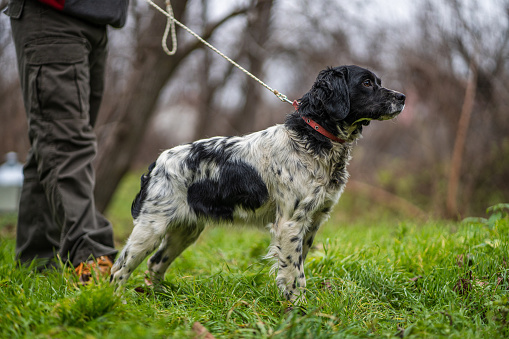 Man standing next to his brittany spaniel dog and holding leash, side view