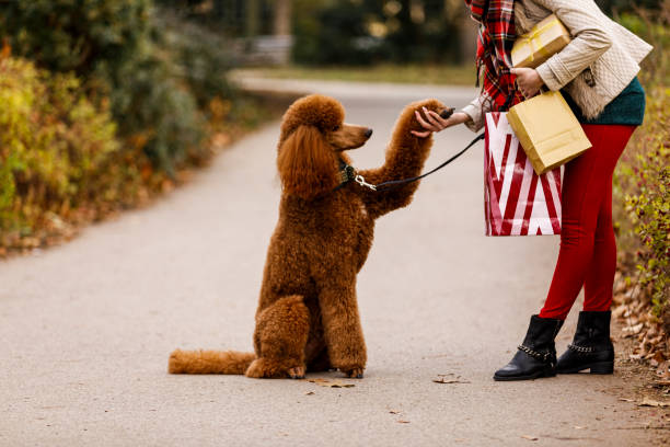 istock Poodle shaking hands with his owner 1294313766