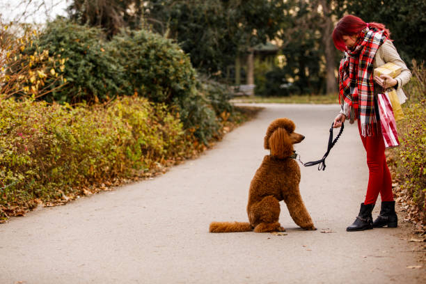 istock Woman obedience training her poodle during a walk at the park 1294314543