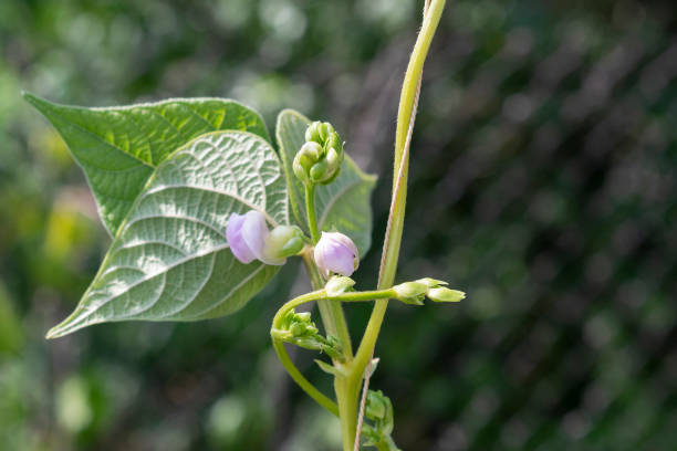 istock Young stalks of a string bean in blossom 1294314608