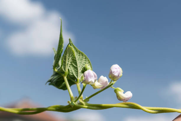 Young stalks of a string bean in blossom