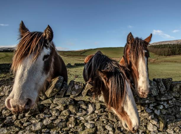 istock Three Amigo Horse Friends. 1294314780