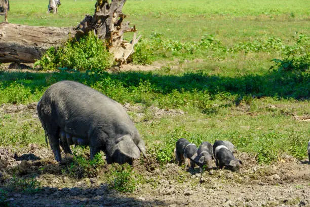 Turopolje pig with small piglets
D.H