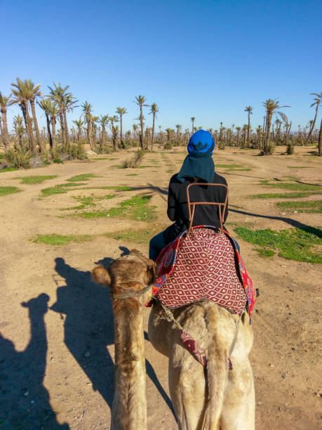 istock Walks on a camel at palm grove in Marrakesh 1294315781
