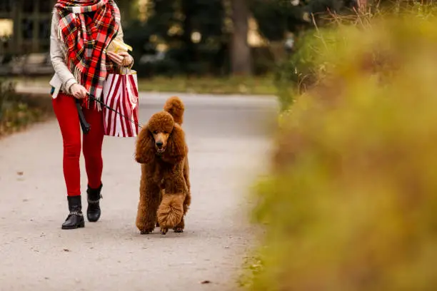 Photo of Cut out shot of woman and her poodle taking a walk at the park