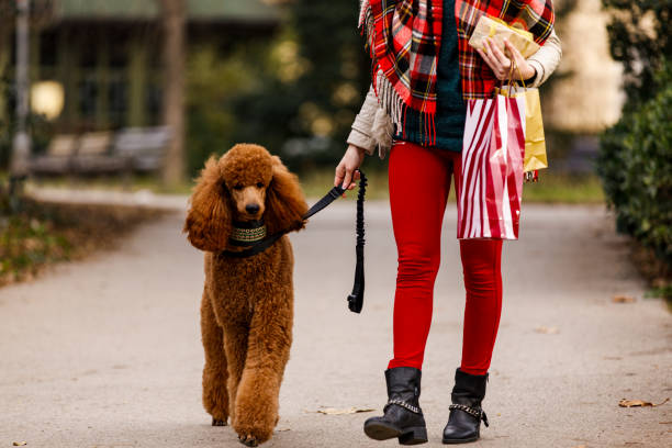 istock Poodle taking a walk with his owner at the park 1294315889