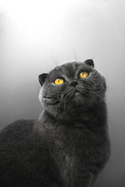 istock Emotional cat portrait, scottish fold is looking up, white or silver background 1294316750