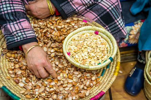 Moroccan woman producing argan oil nuts by traditional methods, Marrakesh, Morocco