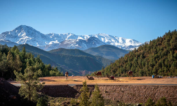 Camels in Ourika valley at the foot of High Atlas moutains Camels as tourists attraction in Ourika valley at the foot of High Atlas moutains, Morocco morocco landscape stock pictures, royalty-free photos & images