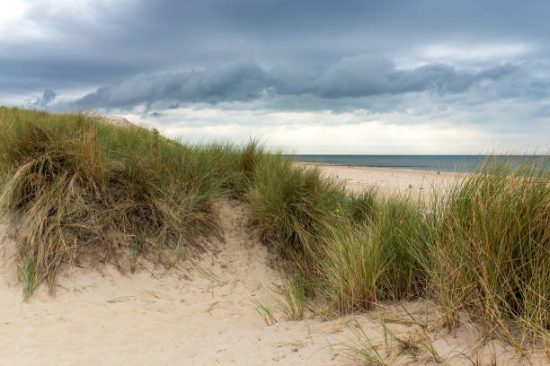 istock Glimpse of the beach seen from the dunes with marram grass 1294320151