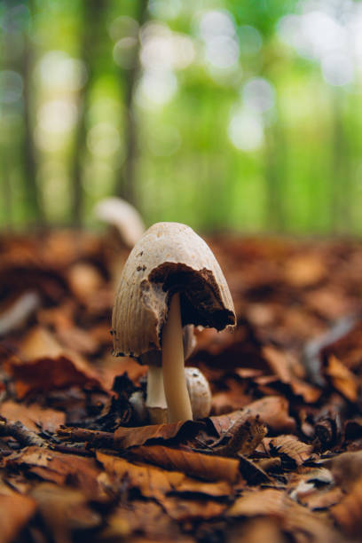 istock mushroom in a forest in France 1294321085