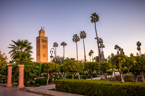 Koutoubia mosque in the morning surrounded by palm tree from Elkoutoubia Garden, Marrakesh, Morocco