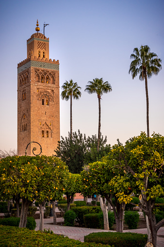 Koutoubia mosque in the morning surrounded by palm tree from Elkoutoubia Garden, Marrakesh, Morocco