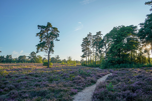 Footpath in between heathland and pine trees in the evening sun