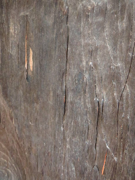 istock Old trunk texture. Old dark brown wood pattern. Tree bark in the background 1294322694