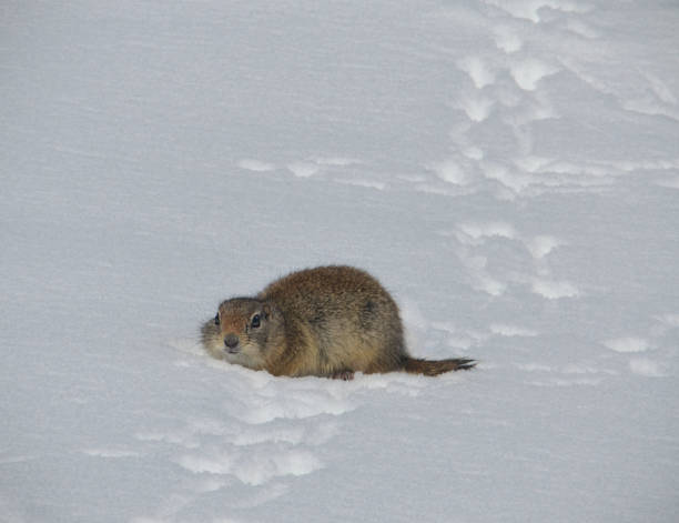 istock Marmot in the Snow 1294323296