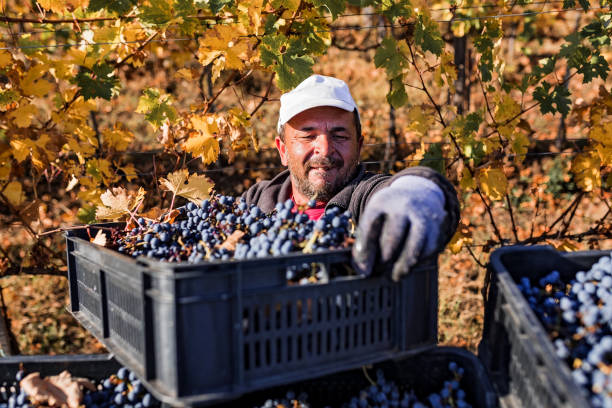 istock Farmer with basket full of grapes 1294323428