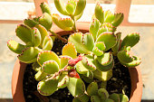 cotyledon-tomentosa-saftige-pflanze-im-g