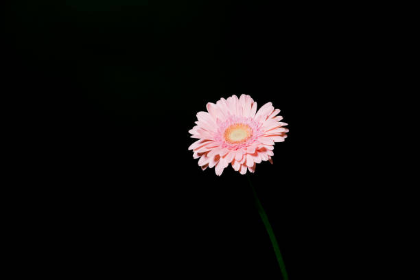 istock Beautiful gerbera flower on black background. Nature concept. 1294323670