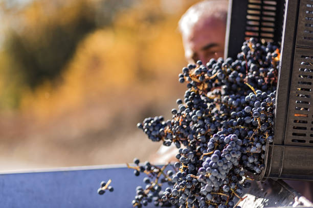 Farmer worker emptying a basket full of red grapes