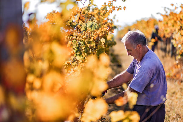 człowiek zbierający winogrona - senior adult caucasian farmer grape harvesting zdjęcia i obrazy z banku zdjęć