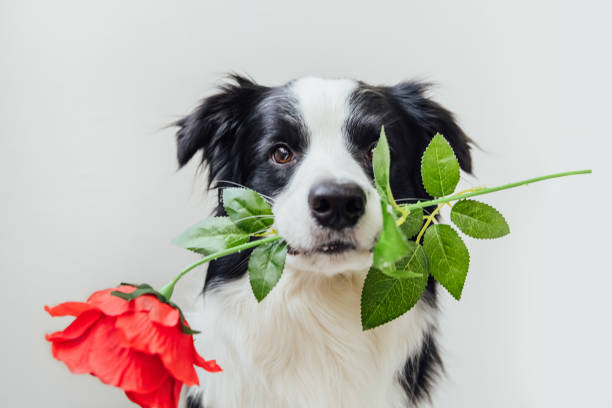 valentinstag-konzept. lustige porträt niedlichwelpen hund border collie halten rote rose blume im mund isoliert auf weißem hintergrund. schöne hund verliebt am valentinstag gibt geschenk - dogrose stock-fotos und bilder