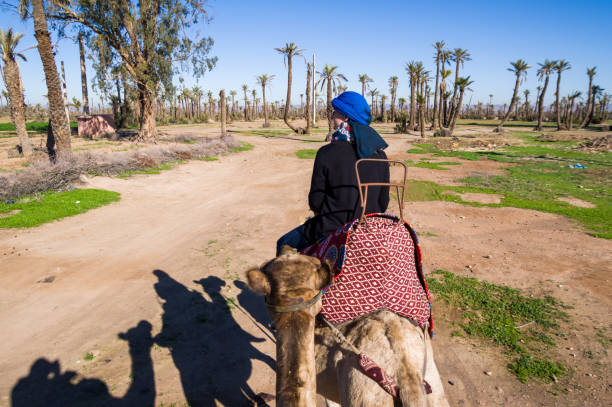 istock Walks on a camel at palm grove in Marrakesh 1294324792
