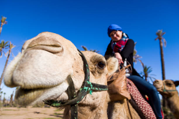 istock Walks on a camel at palm grove in Marrakesh 1294324799