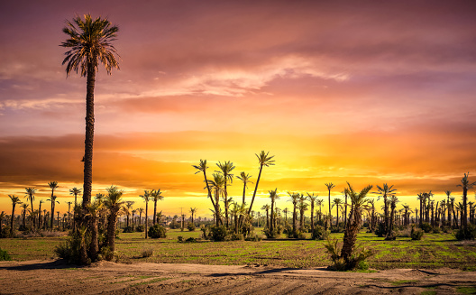 sunset at palm grove (Palmeraie) in Marrakesh