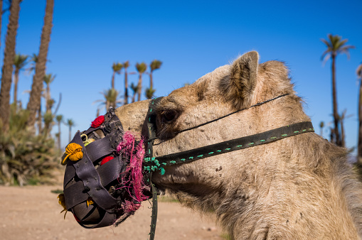 Picture of a camel's face on a stock photo