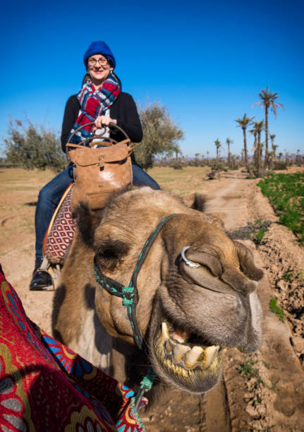 istock Walks on a camel at palm grove in Marrakesh 1294325414