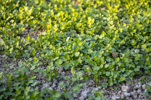 Fresh green coriander growing in the agriculture farm