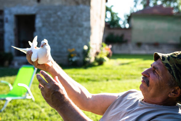 istock A senior man about to release a pigeon from his hands 1294325951