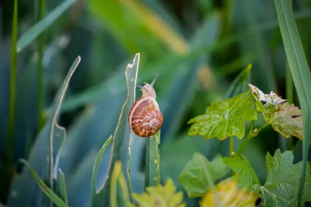 Photo of A brown snail on the leaves