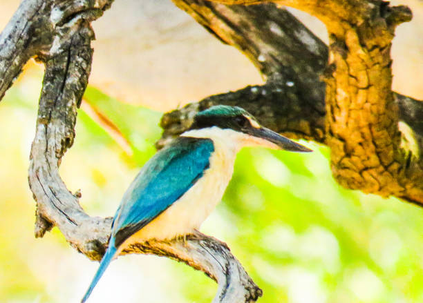 Barmah National Park, Victoria, Australia Sacred Kingfisher high in gum tree todiramphus sanctus stock pictures, royalty-free photos & images