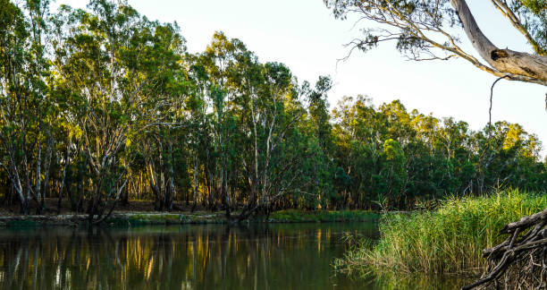 istock Barmah, Victoria, Australia 1294326951