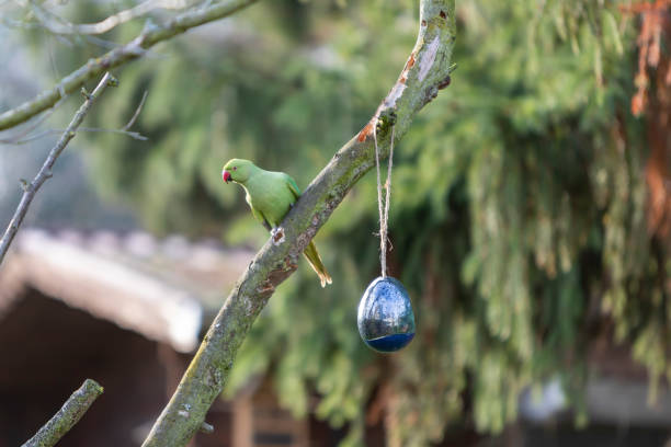 istock ring-necked parakeet sitting on a tree near a bird feeder, Psittacula krameri 1294328354