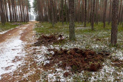 Destroyed litter in the coniferous forest by wild animals. Traces of wild boars' existence in Central Europe. Winter season.