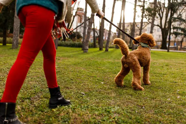 Photo of Playful dog and his owner waking in the meadow