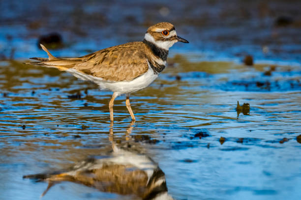 istock Birds on Vancouver Island British Columbia 1294329357