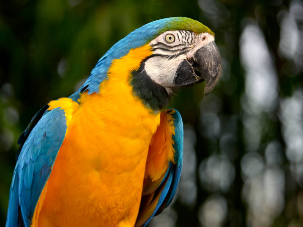 istock Portrait of gelbbrustara macaw 1294329474