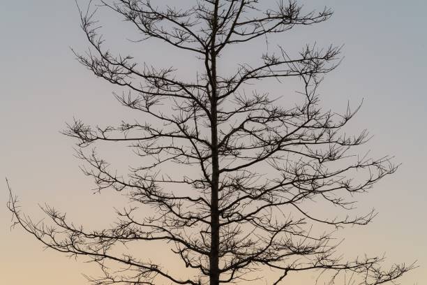 istock Silhouette of the bare branches of a tree 1294329526