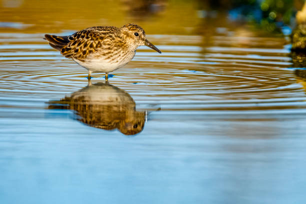Western Sandpiper bird along a shoreline located on Vancouver Island, British Columbia