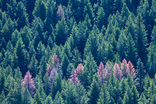 Backlit pine trees, Utah, USA