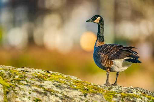 Canada geese are very popular in the UK